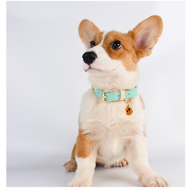Discover the Best Leather Puppy Collar and Leash – Just Leather Things for Your Furry Friend