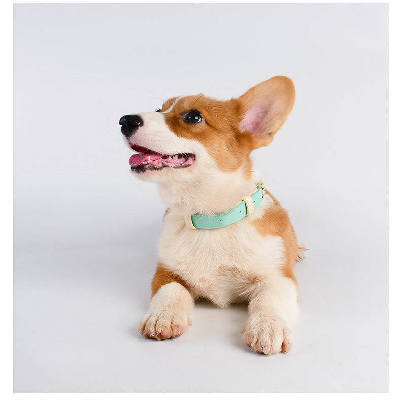 Discover the Best Leather Puppy Collar and Leash – Just Leather Things for Your Furry Friend